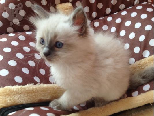 Νορβηγικά δάση X Ragdoll Kittens